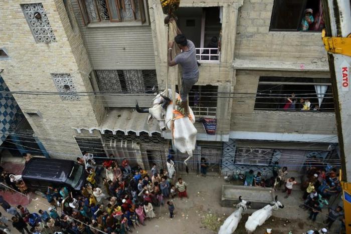 A bull is lowered by crane from the roof of a building in preparation for the annual Muslim festival of Eid al-Adha in Karachi