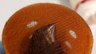 Bird-singing contests in New York fuel illegal smuggling of finches