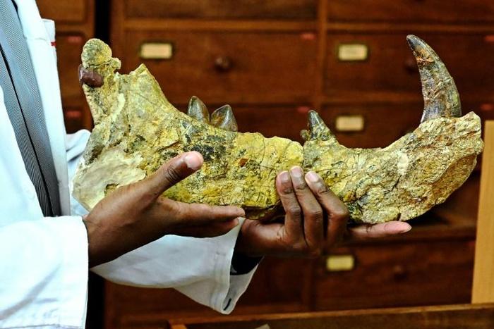 The 23-million-year-old bones of the newly-discovered giant, Simbakubwa kutokaafrika, had been left for nearly 40 years in a drawer