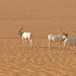 Critically endangered species such as the addax or white antilope could disappear if major changes are made to the Niger national nature reserve