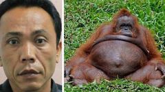 Zoo keeper impregnate’s female monkey