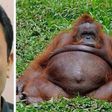 Zoo keeper impregnate’s female monkey  report a hoax