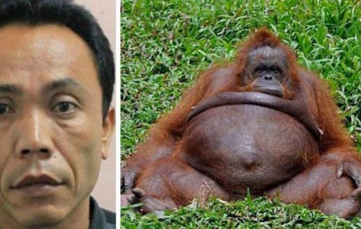 Zoo keeper impregnate’s female monkey