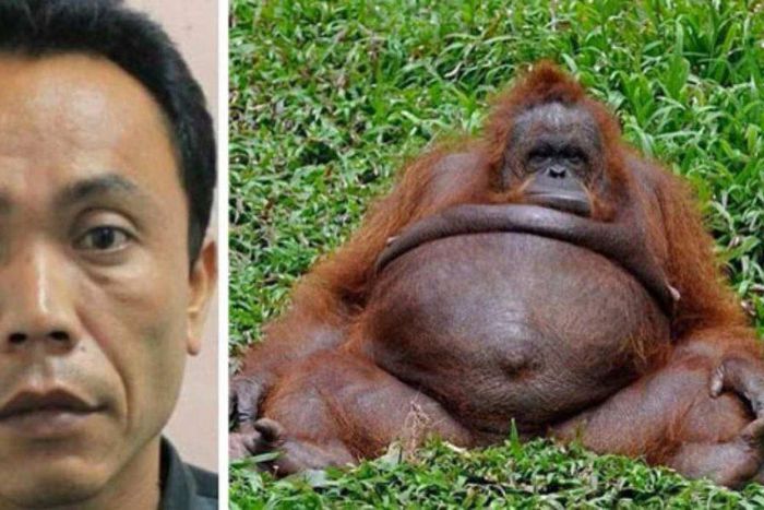 Zoo keeper impregnate’s female monkey