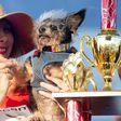 World's ugliest dog, scamp the tramp, comes from a family of winners