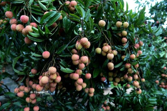 The Indian Encephalitis outbreak has been linked to a toxin found in lychees, which grow abundantly in Muzaffarpur