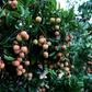 The Indian Encephalitis outbreak has been linked to a toxin found in lychees, which grow abundantly in Muzaffarpur