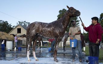 'She Always Looked Out for Us': the Glamorous Patron of Stablehands