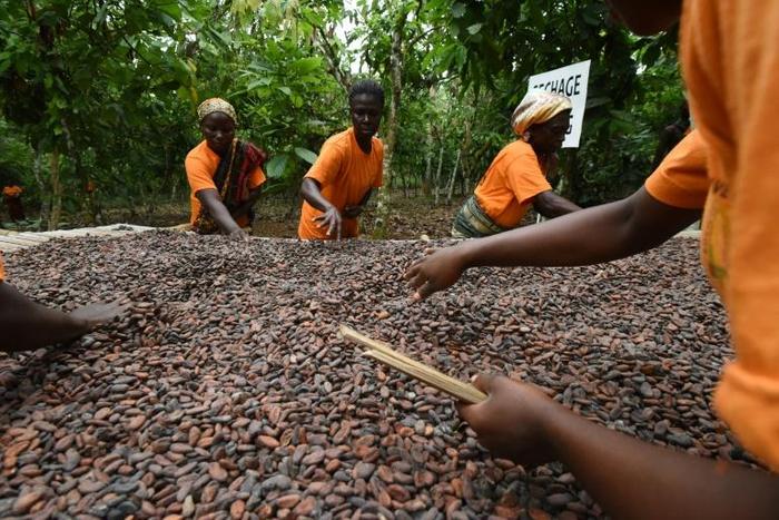 Cocoa accounts for 40 percent of the Ivory Coast's exports but the country only earns about eight percent of total profits in the cocoa-chocolate sector
