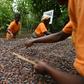 Cocoa accounts for 40 percent of the Ivory Coast's exports but the country only earns about eight percent of total profits in the cocoa-chocolate sector