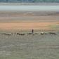 A shepherd and his flock walk across the dried out Puzhal reservoir on the outskirts of Chennai, which has been hit by drought after lower than usual rainfall