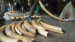 The CITES conference aims to tighten rules on trade in elephant ivory and other endangered animal and plant species
