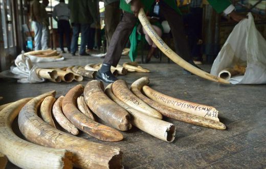The CITES conference aims to tighten rules on trade in elephant ivory and other endangered animal and plant species