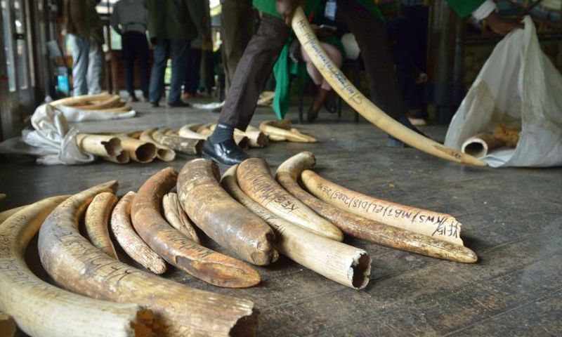 The CITES conference aims to tighten rules on trade in elephant ivory and other endangered animal and plant species