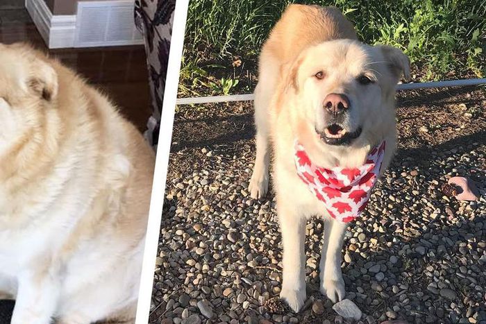 This Very Good Boy Just Lost 100 Pounds