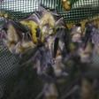 Israeli rangers and ecologists repurposed abandoned military outposts with plastic netting, construction foam, thin ropes and plaster scraped with a fork to create footholds for bats roosting in the structures