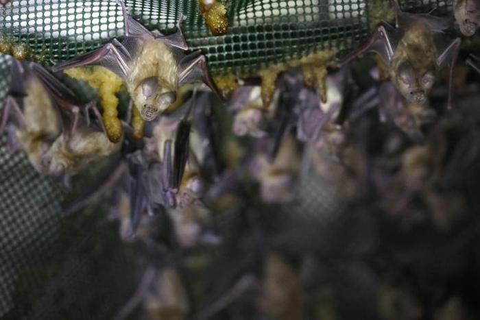 Israeli rangers and ecologists repurposed abandoned military outposts with plastic netting, construction foam, thin ropes and plaster scraped with a fork to create footholds for bats roosting in the structures