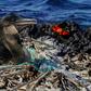 A flightless cormorant sits on her nest surrounded by plastic waste on a remote island off the coast of Ecuador