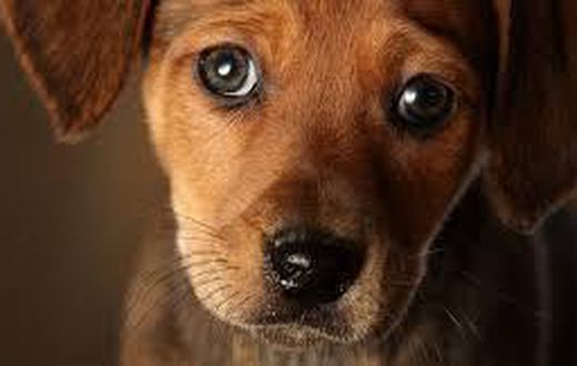 The eyebrow muscle that lets your dog give you that look