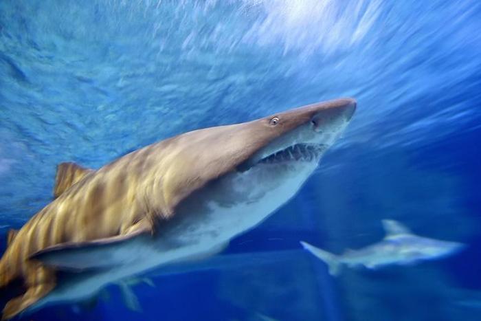 Sharks have been around for more than 400 million years and the fish are particularly vulnerable to population decline due to their slow maturation and long gestation periods