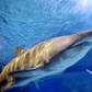 Sharks have been around for more than 400 million years and the fish are particularly vulnerable to population decline due to their slow maturation and long gestation periods