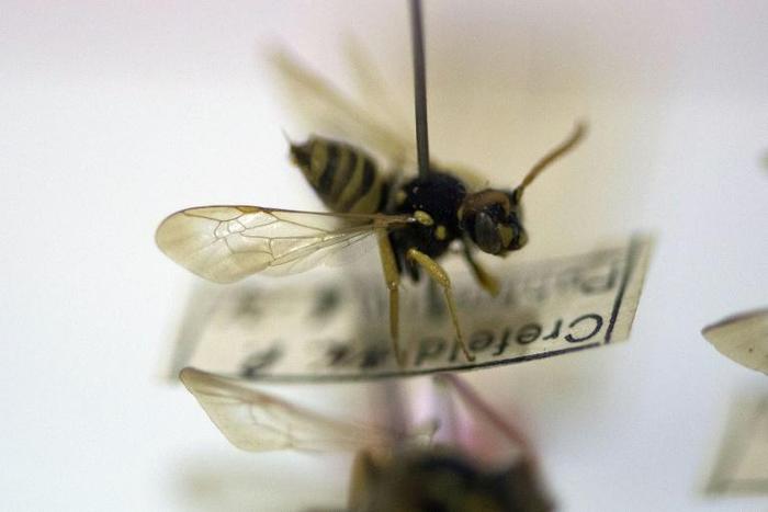Insects, which comprise two thirds of all terrestrial species, have been dying off at alarming rates, with disastrous impacts on food chains and habitats, amateur German researchers have found