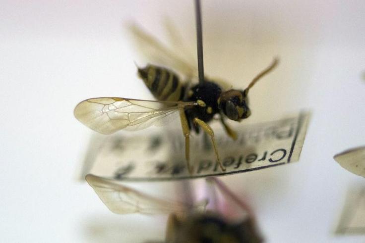 Insects, which comprise two thirds of all terrestrial species, have been dying off at alarming rates, with disastrous impacts on food chains and habitats, amateur German researchers have found