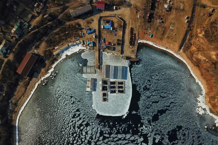 Captured whales and orcas are held in enclosures in Srednyaya Bay, eastern Russia