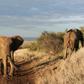 African specialists say the only real way to stem the poaching of elephant ivory and rhinoceros horns is to curb demand
