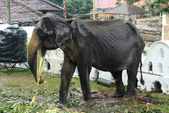 Wildlife authorities are investigating how the emaciated 70-year-old elephant was forced to take part in a parade