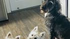 Poisonous Algae Is Killing Frolicking Dogs