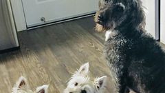 Poisonous Algae Is Killing Frolicking Dogs
