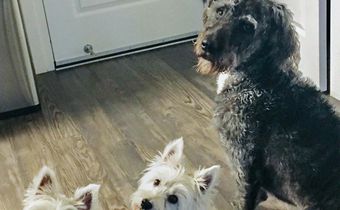 Poisonous Algae Is Killing Frolicking Dogs