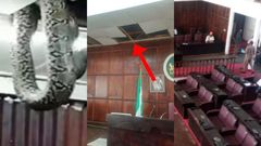 Lawmakers flee as 3 snakes fall from chamber’s ceiling and give them hot chase