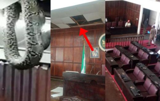 Lawmakers flee as 3 snakes fall from chamber’s ceiling and give them hot chase