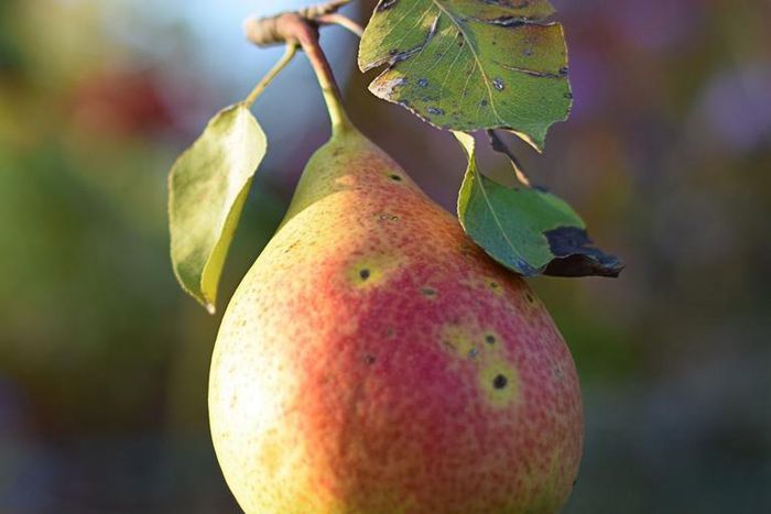 Dr. Pimple Popper Mistakes Cyst for Blackhead