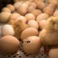 After hatching, male chicks are separated from the females, and then mechanically shredded or crushed, or else suffocated by carbon dioxide.