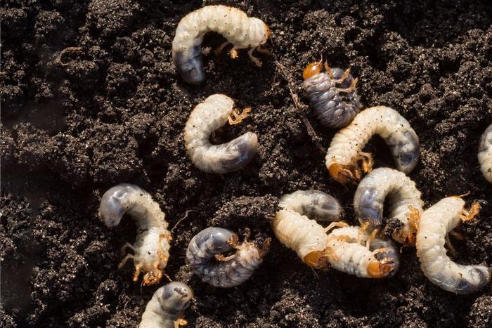 Dr. Pimple Popper Popped 'Bug' Vellus Hair Cysts