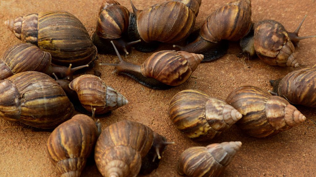 Scorpion and 9 other weird creatures you won’t believe are nutritious delicacies