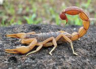 Scorpion and 9 other weird creatures you won’t believe are nutritious delicacies