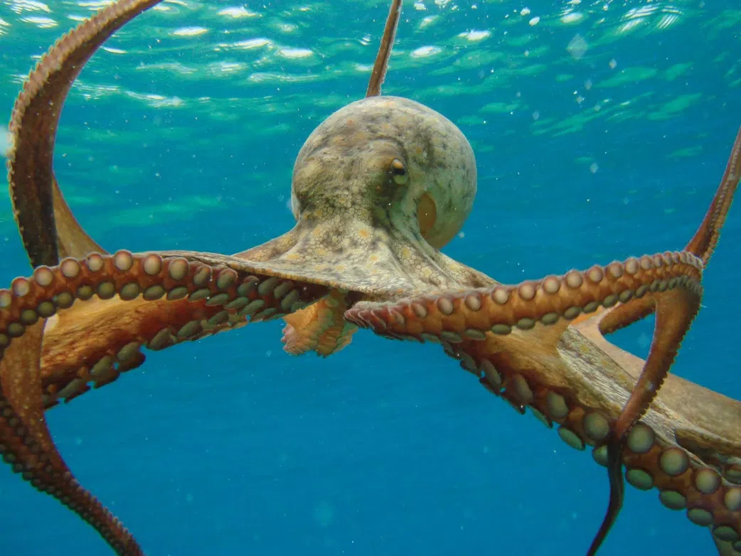 Scorpion and 9 other weird creatures you won’t believe are nutritious delicacies