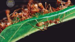 Scorpion and 9 other weird creatures you won’t believe are nutritious delicacies