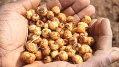 10 amazing health benefits of tiger nuts you probably didn’t know about
