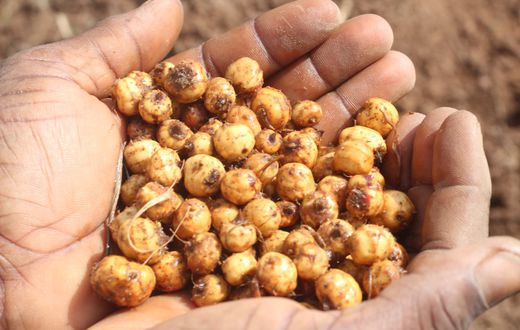 10 amazing health benefits of tiger nuts you probably didn’t know about