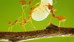 Scorpion and 9 other weird creatures you won’t believe are nutritious delicacies