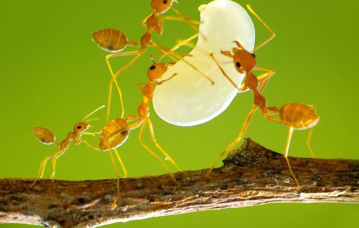 Scorpion and 9 other weird creatures you won’t believe are nutritious delicacies