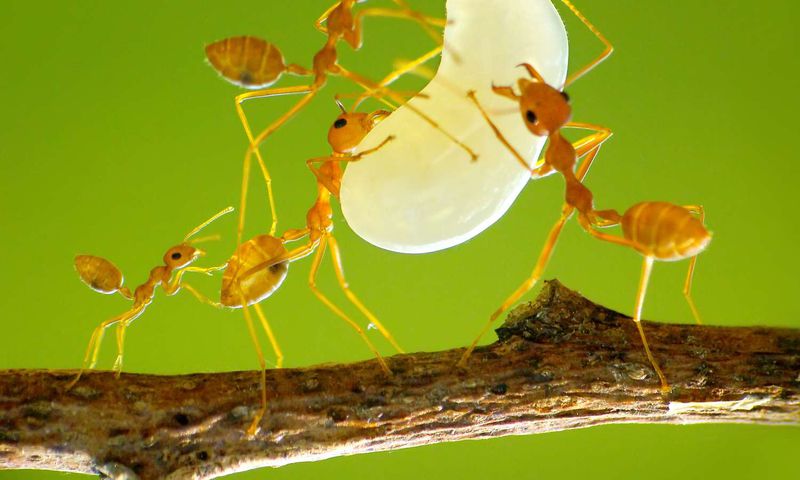 Scorpion and 9 other weird creatures you won’t believe are nutritious delicacies