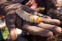 Scorpion and 9 other weird creatures you won’t believe are nutritious delicacies