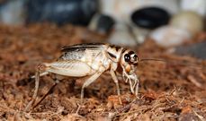 Scorpion and 9 other weird creatures you won’t believe are nutritious delicacies