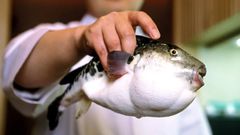 Deadliest delicacies: 10 deadly animals that people actually eat around the world